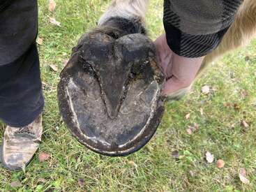 A person holds up a horse’s hoof, showing its underside. The hoof appears healthy, with visible frog, sole, and hoof wall. Grass and fallen leaves below.