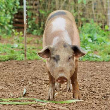 The image depicts a pig standing in a dirt enclosure, facing the camera, with a white patch on its back and brown fur, surrounded by greenery in the background.