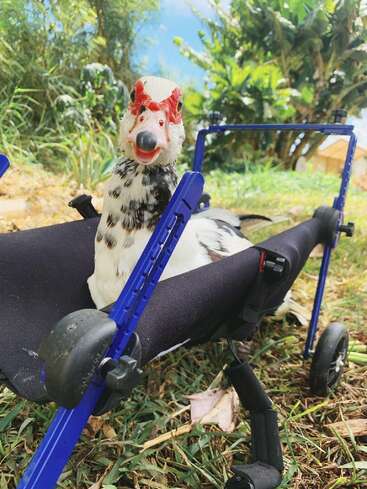 The image depicts a white duck with black and brown feathers, standing in a blue and black cart, set against a lush grassy background with trees and a house in the distance.