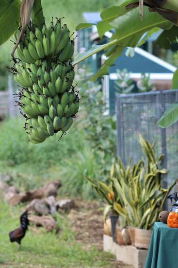The image depicts a lush garden scene with a large banana bunch, a rooster, and various plants, evoking a sense of natural beauty and tranquility.