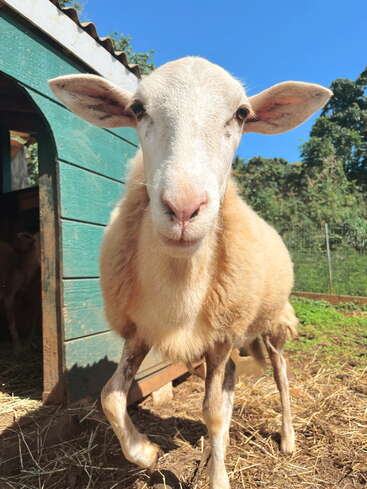 The image depicts a sheep standing in front of a green wooden structure, possibly a barn or shelter, with a serene background of trees and a clear blue sky.