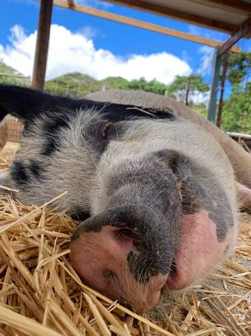 The image depicts a serene scene of a pig lying on straw in an outdoor enclosure, with a blue sky and trees visible in the background.