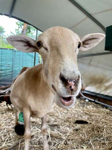 The image features a sheep standing in a barn, facing the camera with its mouth open, showcasing its teeth and tongue, set against a backdrop of hay and a metal structure.