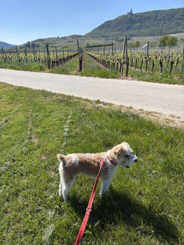 A small dog on a red leash stands on green grass by a path, with vineyards and rolling hills in the background under a blue sky.