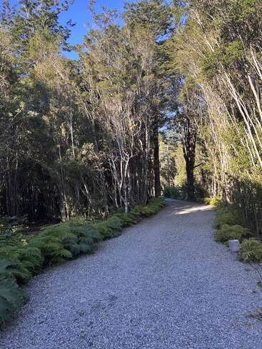 Ein friedlicher Kiesweg schlängelt sich durch einen üppigen Wald mit hohen Bäumen und Farnpflanzen, der unter einem klaren, strahlend blauen Himmel in Sonnenlicht getaucht ist.