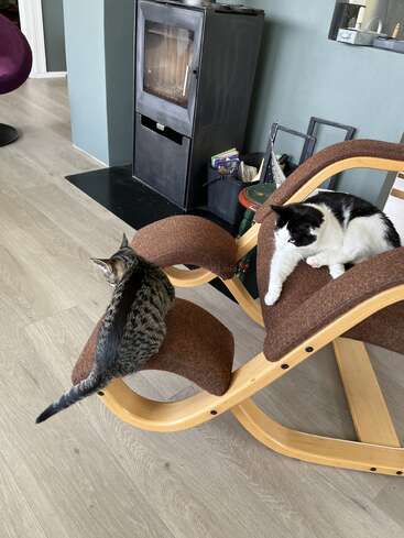 Dos gatos descansan en una moderna silla marrón, uno blanco y negro y el otro atigrado. Al fondo se ve una estufa de leña, libros y una habitación acogedora y elegante.