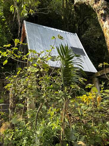 Une petite cabane en bois avec un toit en métal est partiellement cachée par un feuillage dense et vert dans une forêt luxuriante, créant ainsi une atmosphère rustique et tranquille.