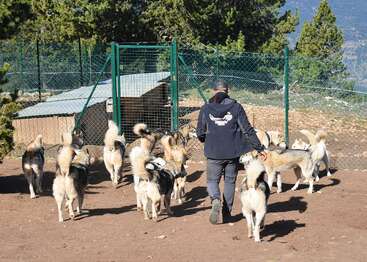 Une personne se dirige vers un enclos clôturé avec un groupe de chiens husky, entouré d'arbres et de montagnes, sous la lumière du jour, dans un cadre naturel en plein air.