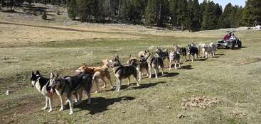 Un grand attelage de huskies est harnaché et tire une charrette à roues sur laquelle se trouvent deux personnes, se déplaçant dans un champ herbeux bordé de pins.