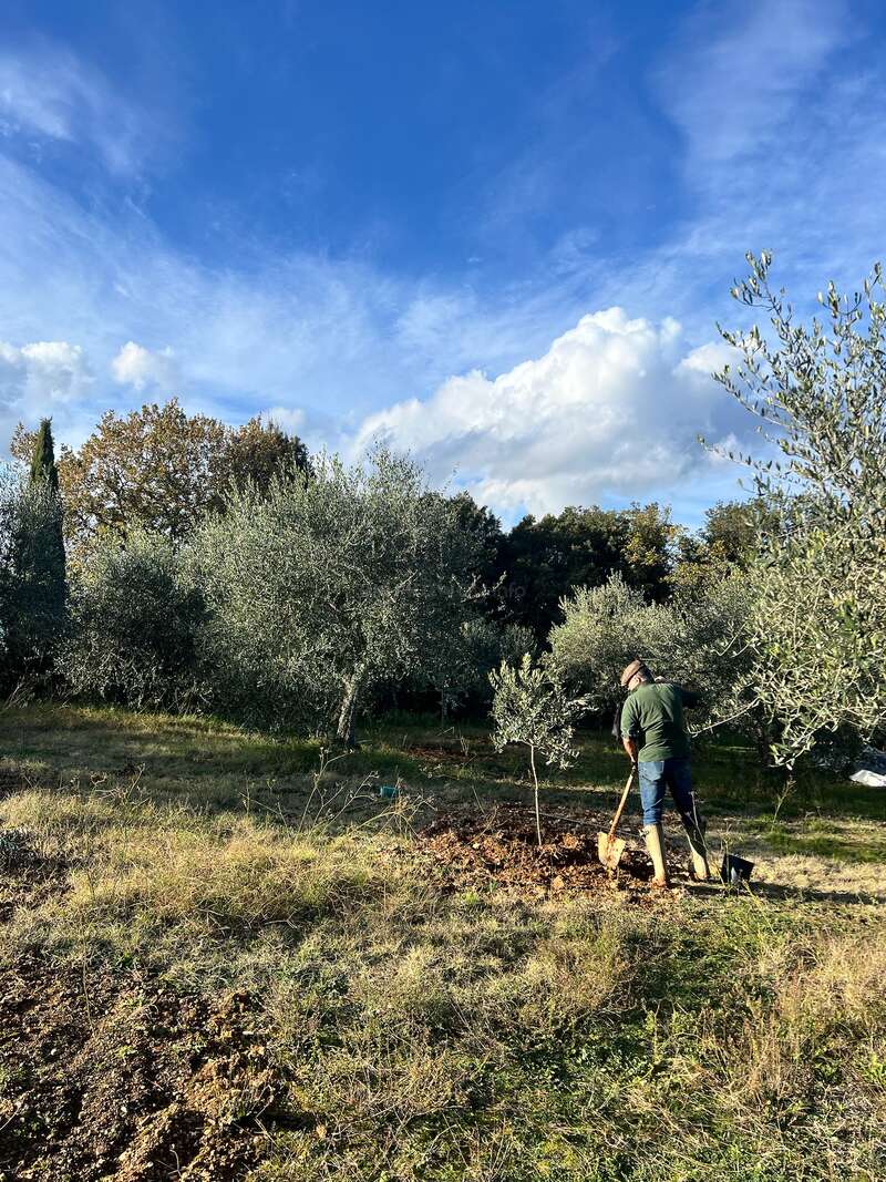 A person is digging in a sunny olive grove, surrounded by green grass, trees, and a vibrant blue sky with scattered clouds overhead. Peaceful scene.