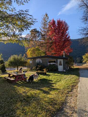 Une petite maison chaleureuse entourée d'arbres aux couleurs chatoyantes de l'automne, une personne assise à une table de pique-nique rouge et trois chiens qui jouent sur une pelouse au coucher du soleil.