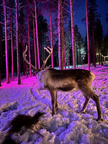 Un renne se tient dans une forêt enneigée de nuit, éclairée par des lumières roses et violettes, avec des arbres et un sol enneigé visibles à l'arrière-plan.
