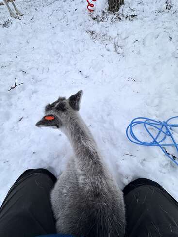 L'image représente une scène hivernale sereine où un alpaga gris se tient entre les jambes d'une personne. Une corde bleue et un objet rouge sont visibles sur le sol enneigé.