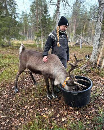L'image représente une femme debout dans une zone boisée, avec un renne mangeant dans un seau noir à côté d'elle, portant un collier avec une étiquette orange.