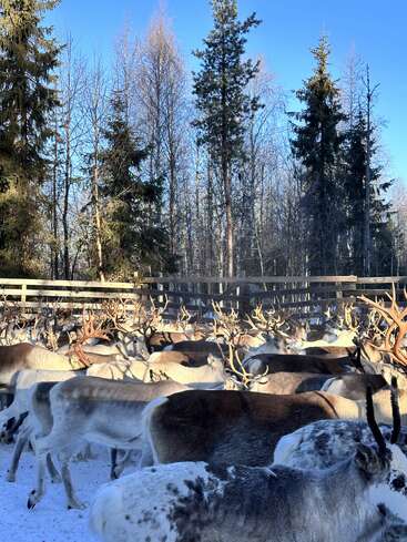 L'image représente une scène hivernale sereine avec un troupeau de rennes rassemblés dans un enclos, entourés d'arbres enneigés et d'un ciel bleu clair.