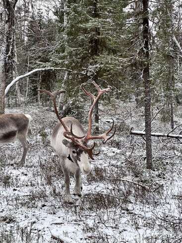 L'image représente une scène hivernale sereine où un renne aux grands bois se tient dans une clairière enneigée, entouré d'arbres et d'autres végétaux.