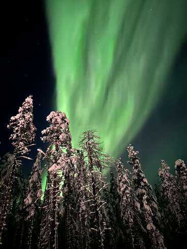 L'image représente un ciel nocturne à couper le souffle, avec des aurores boréales qui brillent au-dessus d'une forêt enneigée.