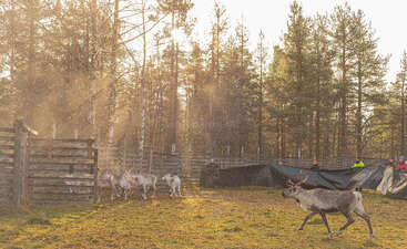Un groupe de rennes est rassemblé dans un enclos en bois entouré d'une forêt. La lumière du soleil filtre à travers les arbres, tandis que quelques personnes observent à l'arrière-plan.