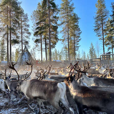 Un grand troupeau de rennes se rassemble dans un enclos forestier enneigé sous un ciel bleu clair, avec de grands pins et une structure traditionnelle en bois visible.