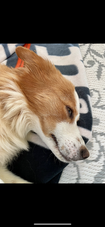 La imagen representa a un perro de pelaje largo y esponjoso, con la cara y el pecho blancos, y un distintivo hocico y orejas negros, que mira hacia la derecha.