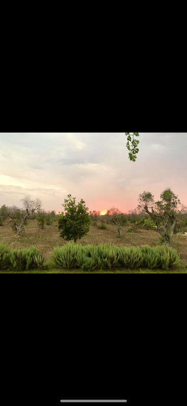 La imagen representa un paisaje sereno con un grupo de árboles, algunos arbustos dispersos y un cielo despejado, que evoca una sensación de tranquilidad y belleza natural.