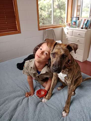 Un jeune enfant et un chien bringé sont assis côte à côte sur un couvre-lit bleu dans une chambre confortable et ensoleillée. L'enfant tient un jouet rouge.