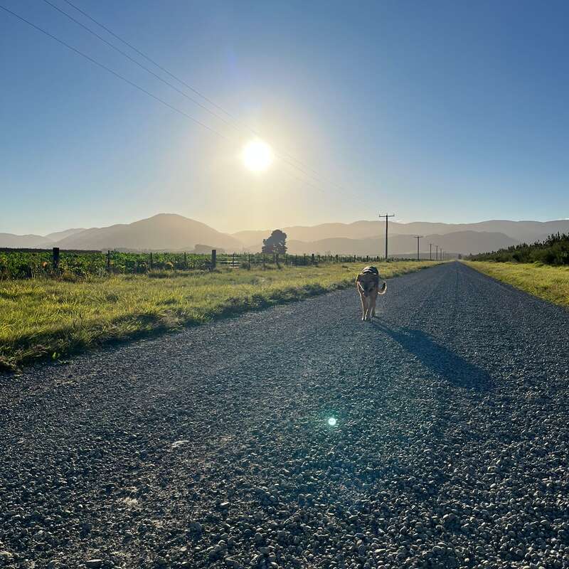 Un perro camina solo por un camino de grava, rodeado de verdes campos y colinas lejanas, bajo un sol radiante en un cielo azul y despejado.