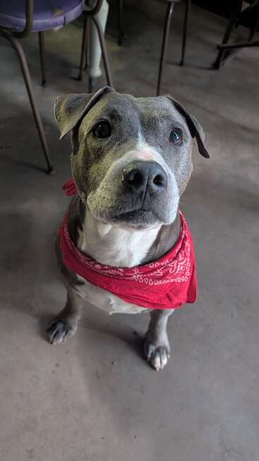 A gray dog with white markings sits on a concrete floor, wearing a red bandana. The dog looks up with big, expressive eyes, appearing curious.