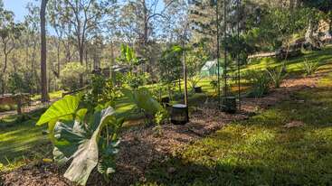 A lush garden with large leafy plants, a small greenhouse in the background, surrounded by tall trees and sunlight filtering through, creating a peaceful natural setting.
