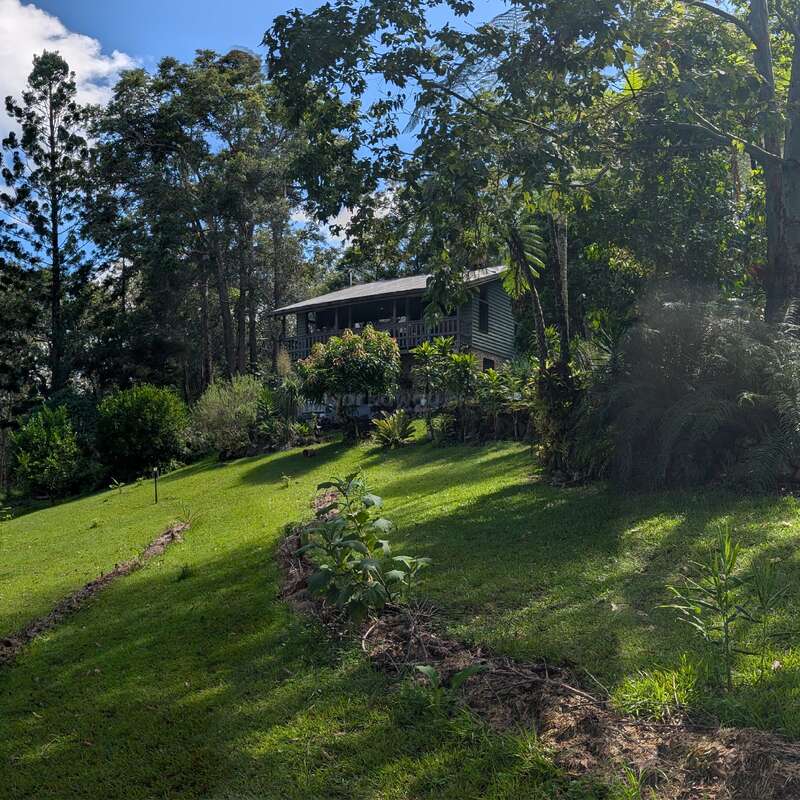 A cozy house sits atop a lush, sloped yard surrounded by dense green trees, vibrant plants, and bright sunlight filtering through the foliage above.