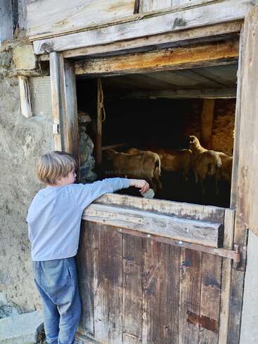 A young boy stands at a rustic wooden barn door, reaching inside and observing several goats in the dimly lit interior of the barn. Peaceful countryside scene.