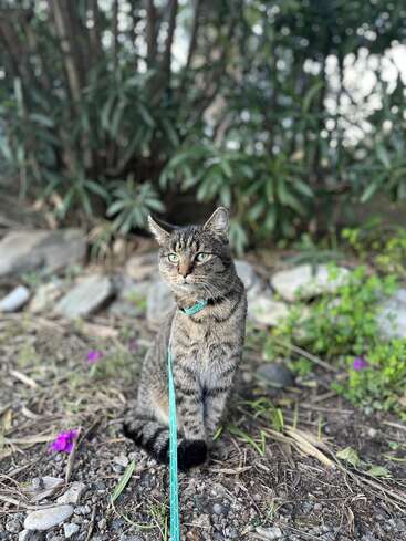 The image depicts a tabby cat sitting on the ground, wearing a blue collar and leash, surrounded by rocks and plants in a natural setting.