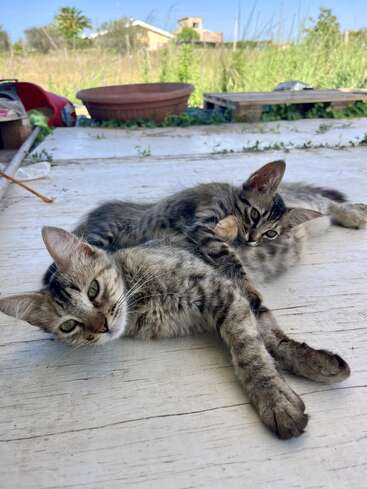 The image depicts two grey tabby kittens lying on a white wooden deck, with a red slide and a large brown planter visible in the background.