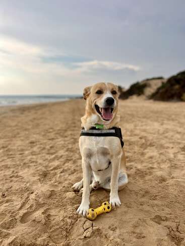 The image depicts a dog sitting on a sandy beach, wearing a black harness, with a yellow toy beside it, and the ocean visible in the background under a cloudy sky.