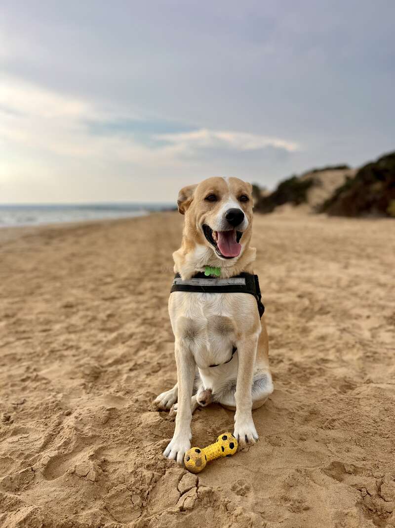 The image depicts a dog sitting on a sandy beach, wearing a black harness, with a yellow toy beside it, and the ocean visible in the background under a cloudy sky.