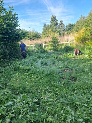 Hay dos personas trabajando en un jardín frondoso y verde. Una está de pie cerca de la izquierda y la otra, arrodillada, quitando las malas hierbas. Les rodean árboles, arbustos y un cielo azul.