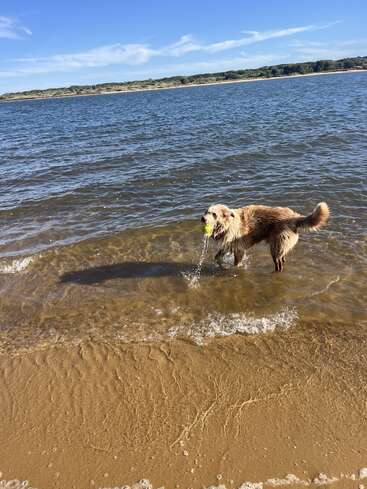 Un perro mojado y feliz está de pie en el agua poco profunda de la playa, sosteniendo una pelota de tenis amarilla, disfrutando de un día soleado con cielos azules y olas suaves.