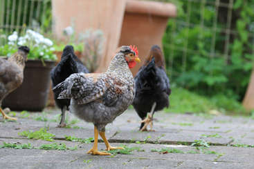La imagen muestra un grupo de pollos, probablemente gallinas, de pie en una zona vallada, con algunos pollos en primer plano y un grupo más grande al fondo. La escena está ambientada al aire libre.