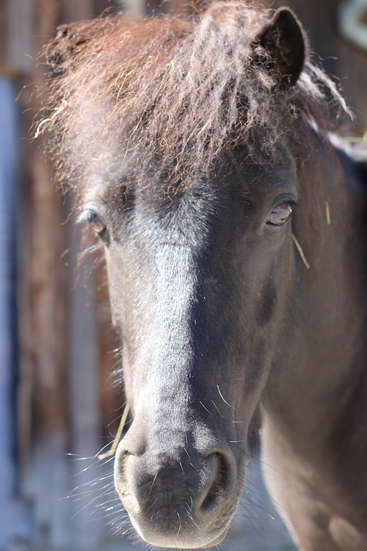 La imagen muestra un primer plano de un caballo marrón oscuro con una crin característica, sobre un fondo borroso de un granero o establo.