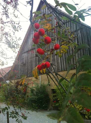 La imagen representa un granero rústico con un vibrante árbol de bayas rojas en primer plano, mostrando un sereno paisaje rural en un día nublado.