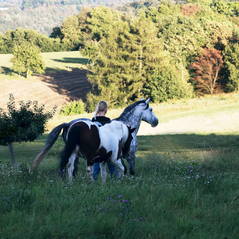 Una mujer está de pie con dos caballos en un campo cubierto de hierba, de espaldas a la cámara, rodeada de árboles y colinas al fondo.