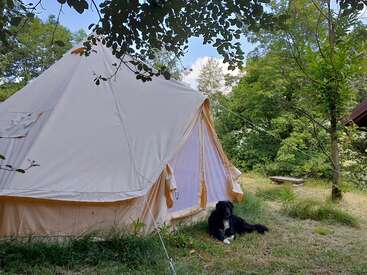 A large beige tent stands in a grassy, wooded area. A black and white dog relaxes nearby. Sunlight filters through leafy trees, creating a peaceful camping scene.