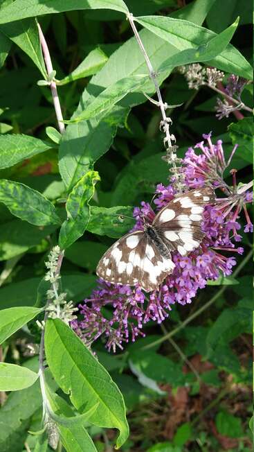 A marbled white butterfly rests on vibrant purple flowers, surrounded by lush green leaves in bright sunlight, creating a beautiful and serene summer nature scene.