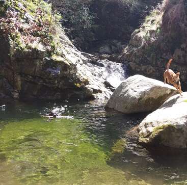 A lively brown dog stands on a sunlit rock beside a small waterfall and clear pool, watching another dog swim toward a floating stick.