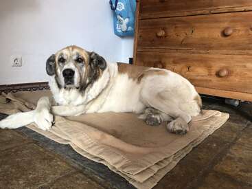 Ein großer, ruhiger Hund mit weißem und braunem Fell liegt gemütlich auf beigen Decken im Haus neben einer Holzkommode und schaut mit sanften Augen direkt in die Kamera.