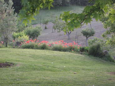 Das Bild zeigt eine ruhige Landschaft mit saftig grünem Rasen, leuchtend roten Blumen und Bäumen, mit einem Hügel und einem weit entfernten Feld im Hintergrund.