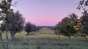 A serene landscape features rows of olive trees, green grass, and orange trees laden with fruit, under a pastel pink and purple sunset sky. Peaceful countryside.
