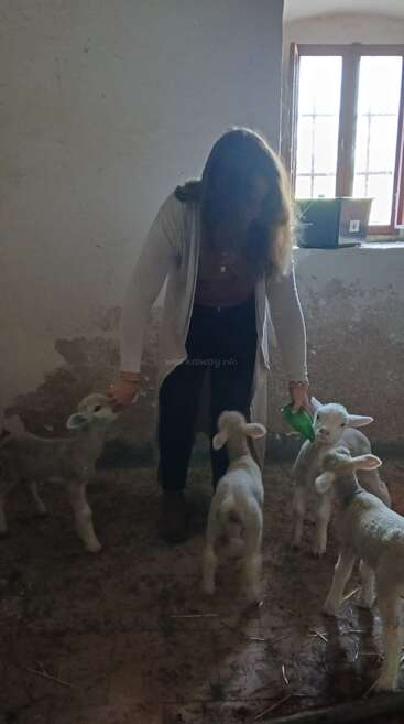 A person is standing inside a room with four lambs. They are bottle-feeding one of the lambs, while the others gather around eagerly. Sunlight streams in.