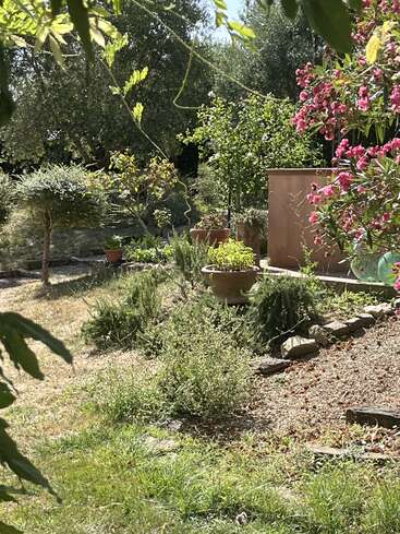 Un jardín soleado lleno de exuberante vegetación, plantas en macetas y flores rosas en plena floración. Los árboles y arbustos crean un espacio al aire libre tranquilo y lleno de vida, con belleza natural por todas partes.
