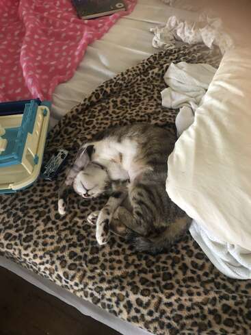 A tabby cat sleeps curled up on a leopard print blanket, surrounded by blankets, a pillow, toys, and a book on an unmade bed.